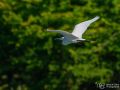 Seidenreiher - Egretta garzetta - Little Egret