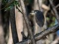 Nachtreiher - Nycticorax nycticorax - Black-crowned Night Heron