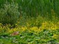 Rallenreiher - Ardeola ralloides - Squacco Heron in Wasser-Sumpfkresse - Rorippa amphibia - Great yellowcress