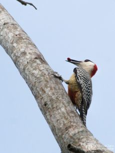 West-Indian Woodpecker