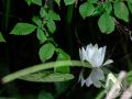 Weiße Seerose - Nymphaea alba - White water rose