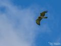 Schlangenadler - Circaetus gallicus - Short-toed Snake Eagle