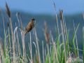 Drosselrohrsänger - Acrocephalus arundinaceus - Great Reed Warbler
