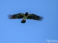 Nebelkrähe - Corvus cornix - Hooded Crow