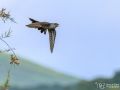 Kuckuck - Cuculus canorus - Common Cuckoo
