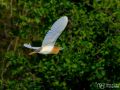 Rallenreiher - Ardeola ralloides - Squacco Heron