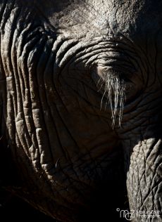 African-bush-elephant-06