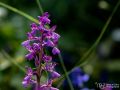 Lockerblütiges Knabenkraut - Orchis laxiflora- Lax-flowered orchid