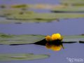 Gelbe Teichrose - Nuphar lutea - Yellow water-lily