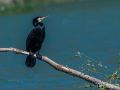 Kormoran - Phalacrocorax carbo - Great Cormorant-2