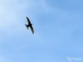 Mauersegler - Apus apus - Common Swift
