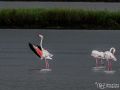 Rosaflamingo - Phoenicopterus ruber - Greater Flamingo