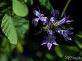 Knäuel-Glockenblume - Campanula glomerata - Clustered bellflower