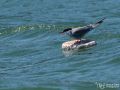 Flussseeschwalbe - Sterna hirundo - Common Tern