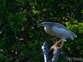 Rallenreiher - Ardeola ralloides - Squacco Heron