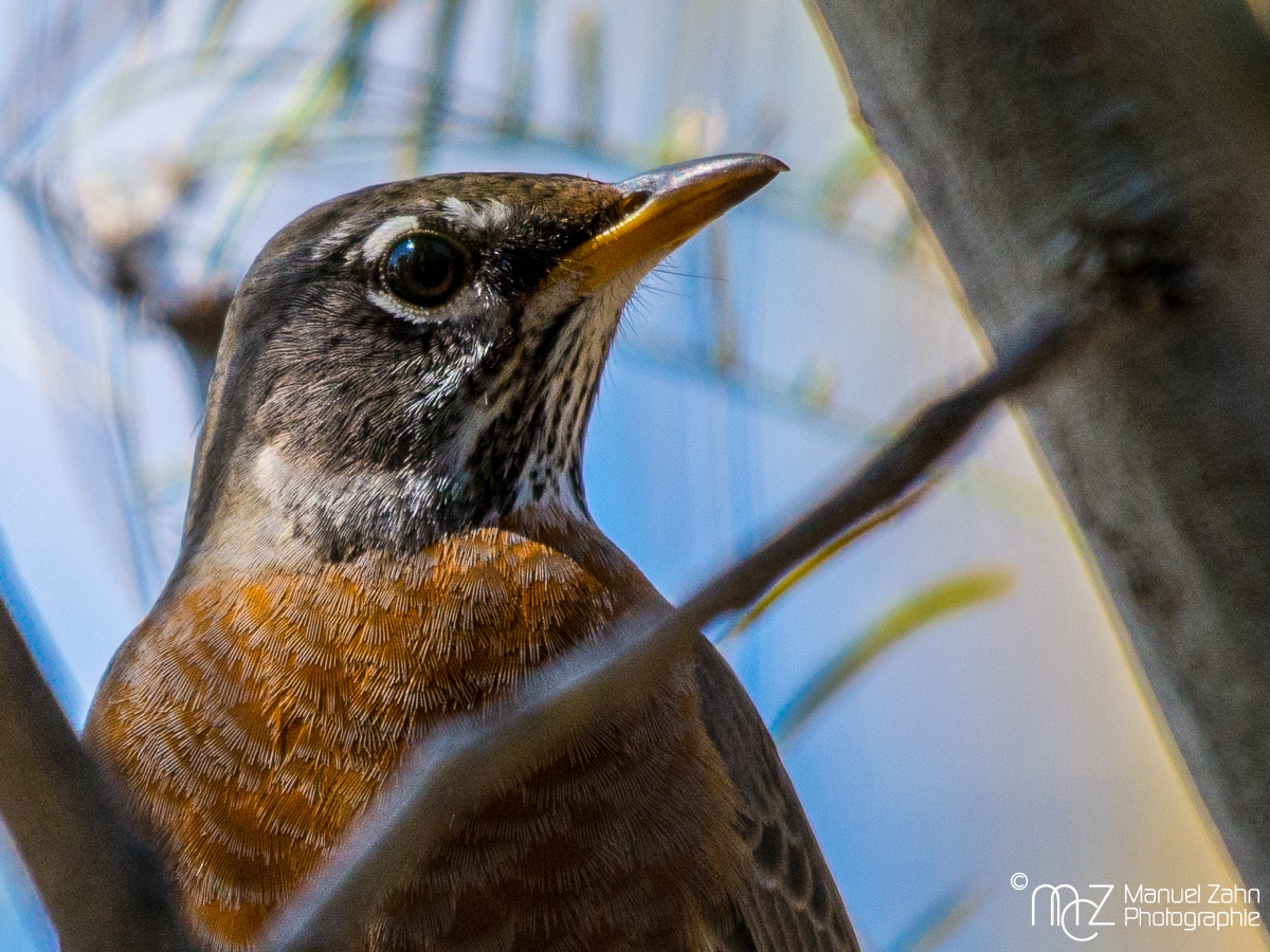 American robin - Turdus migratorius - Wanderdrossel
