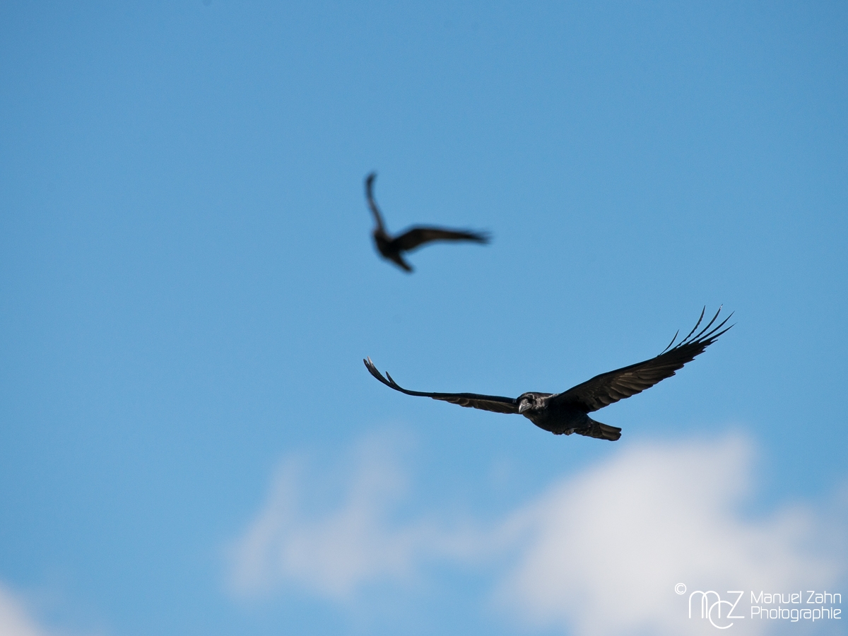 Common Raven - Corvus corax - Kolkrabe