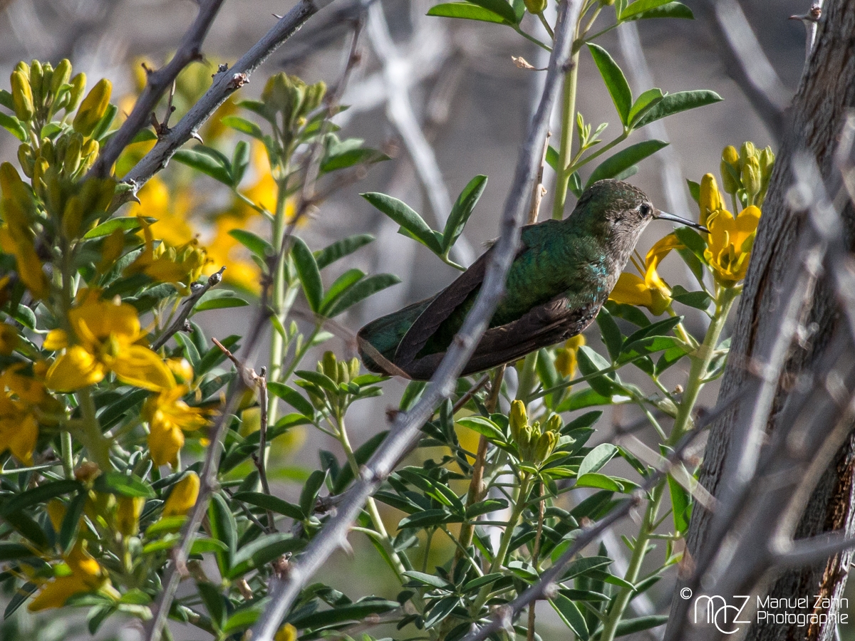 Anna's Hummingbird - Calypte anna - Annakolibri