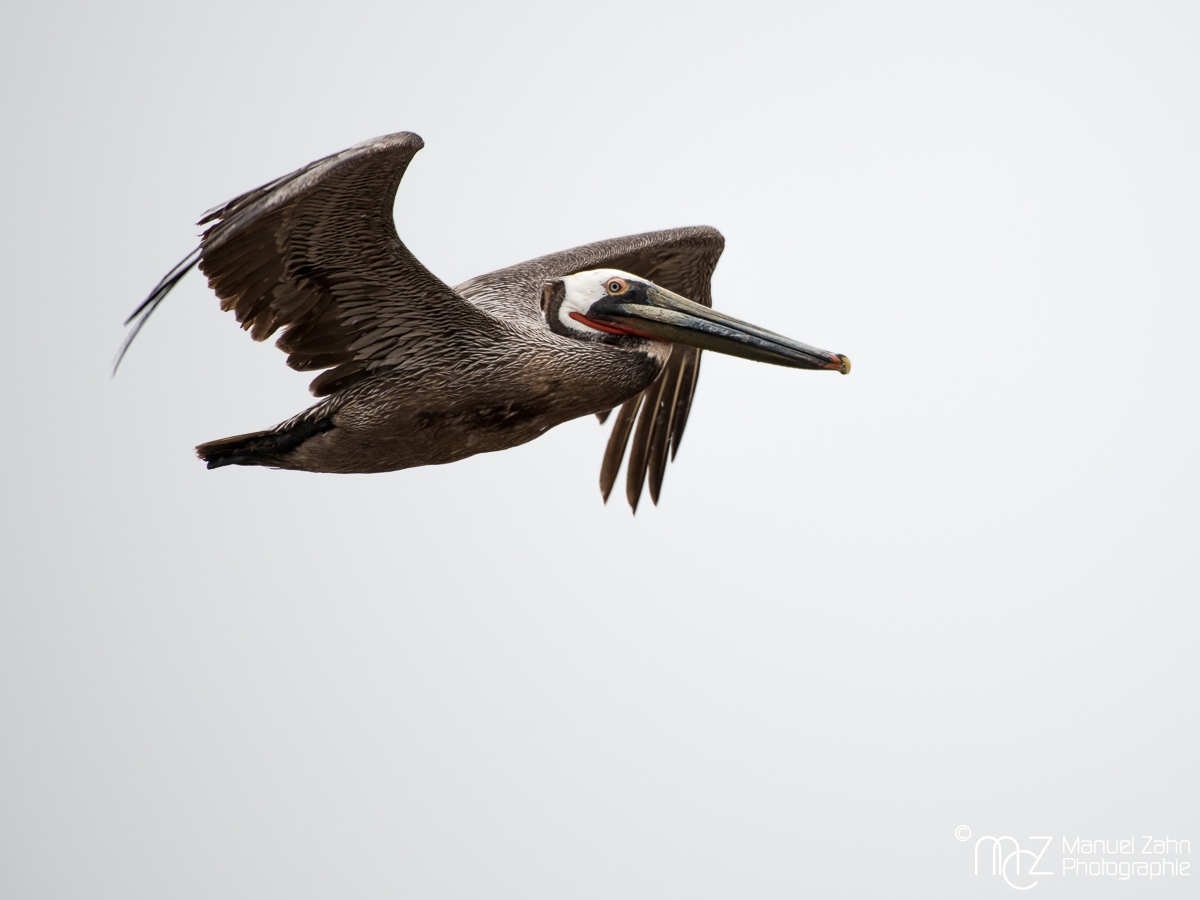 Brown pelican - Pelecanus occidentalis - Brauner Pelikan