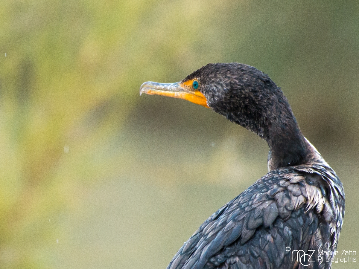 Double-crested cormorant - Farallon cormorant - Phalacrocorax auritus albociliatus - Ohrenscharbe