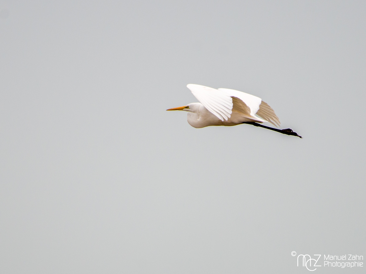 Great Egret - Ardea alba - Silberreiher