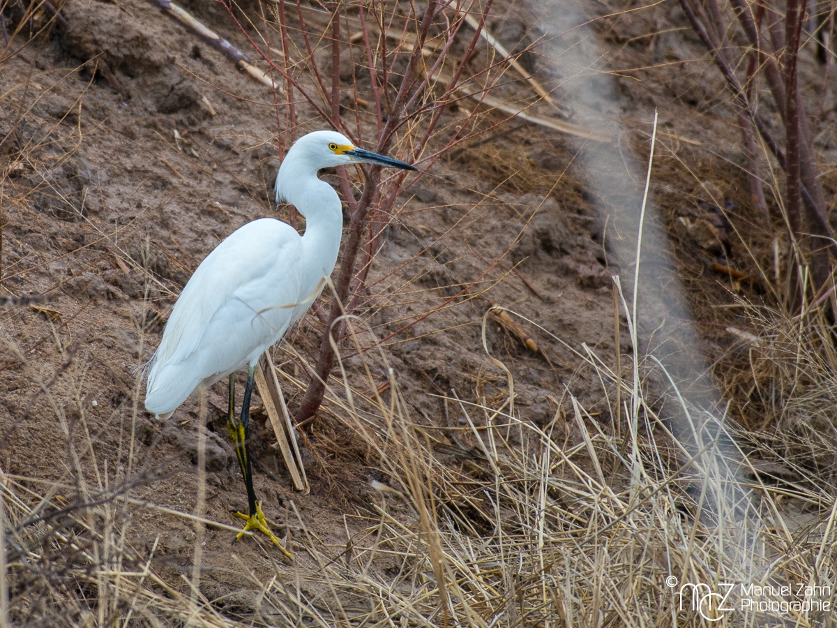 Snowy egret - Egretta thula - Schmuckreiher