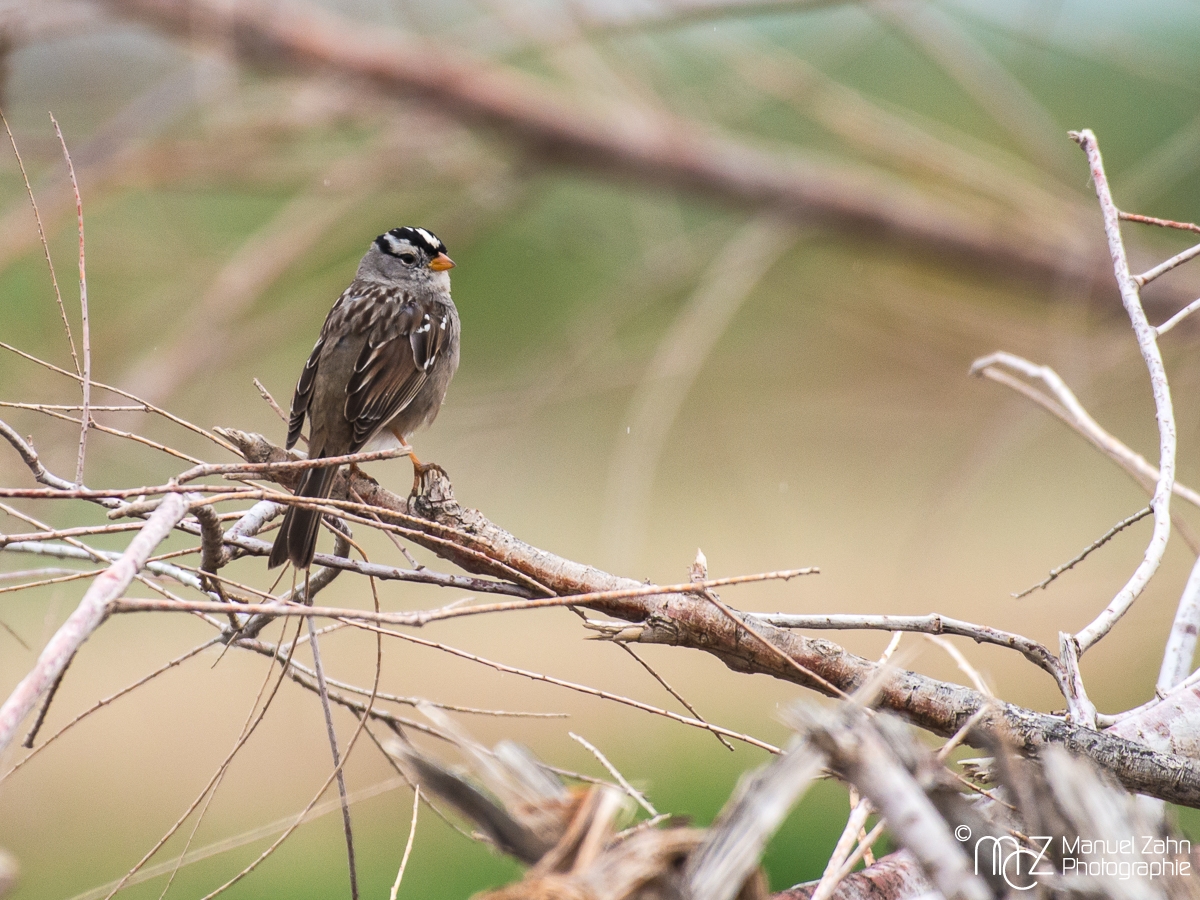 White-crowned sparrow - Zonotrichia leucophrys - Dachsammer