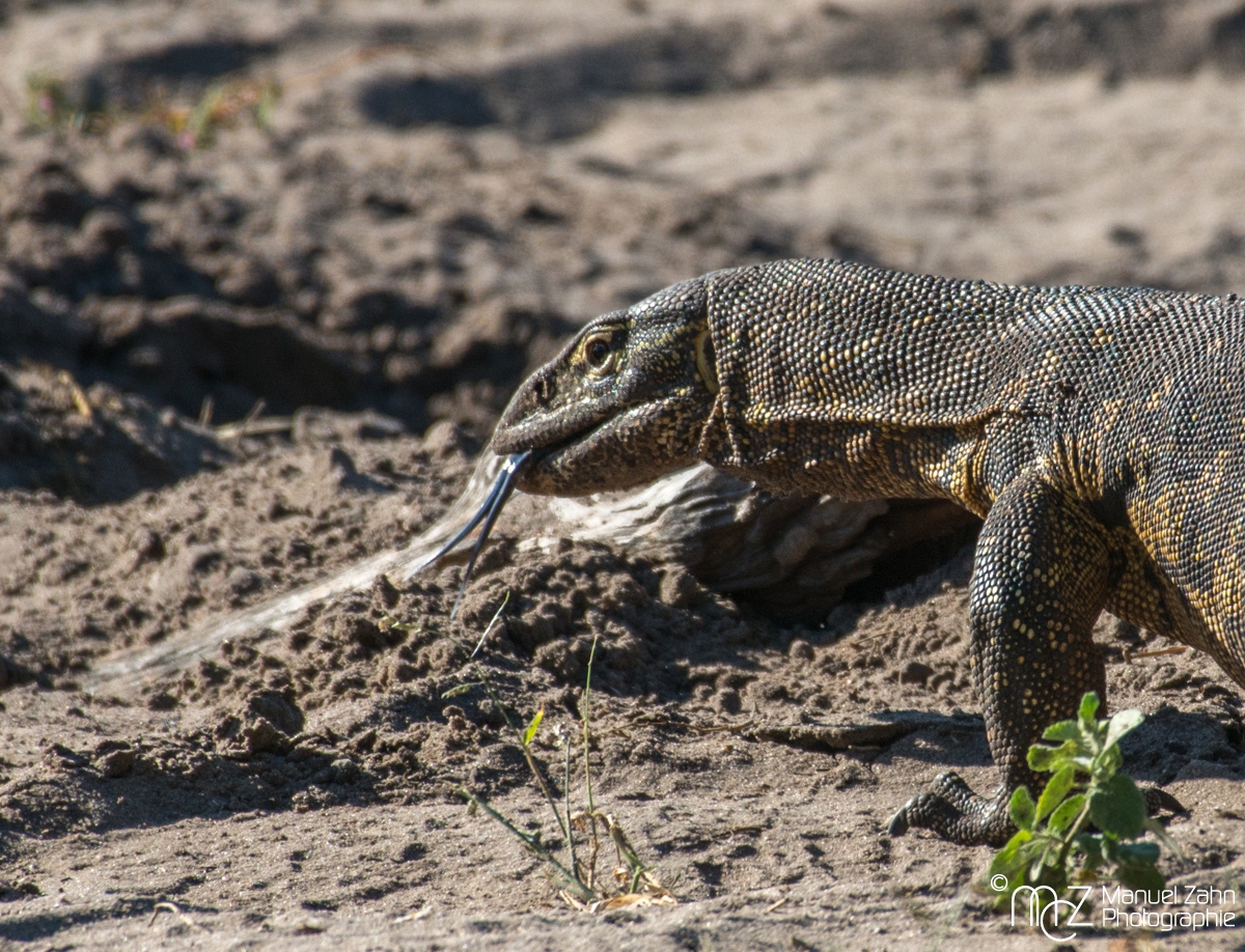 Nilwaran - Varanus niloticus - Nile monitor