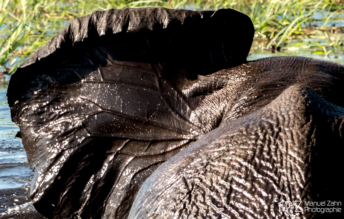 African-bush-elephant-09