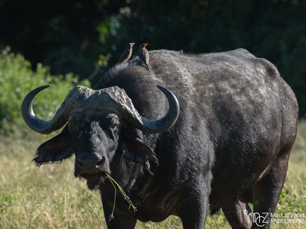 African Buffalo-01