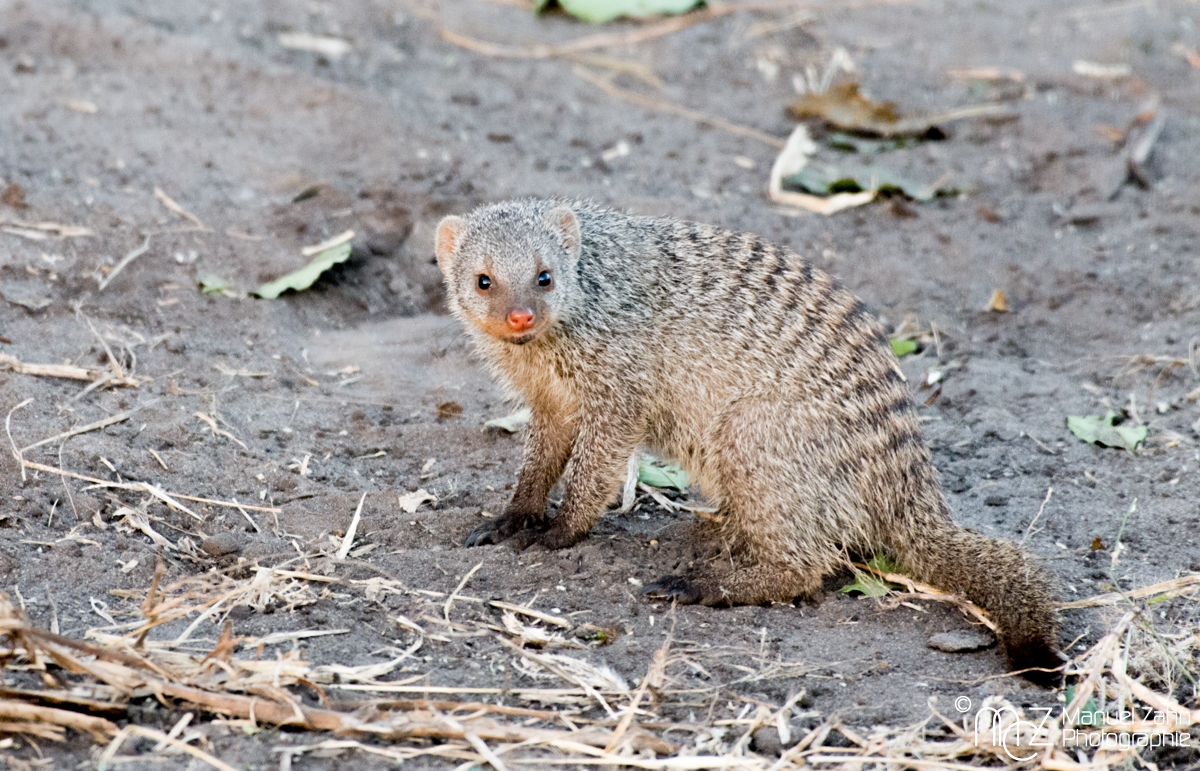 Banded-Mongoose-01