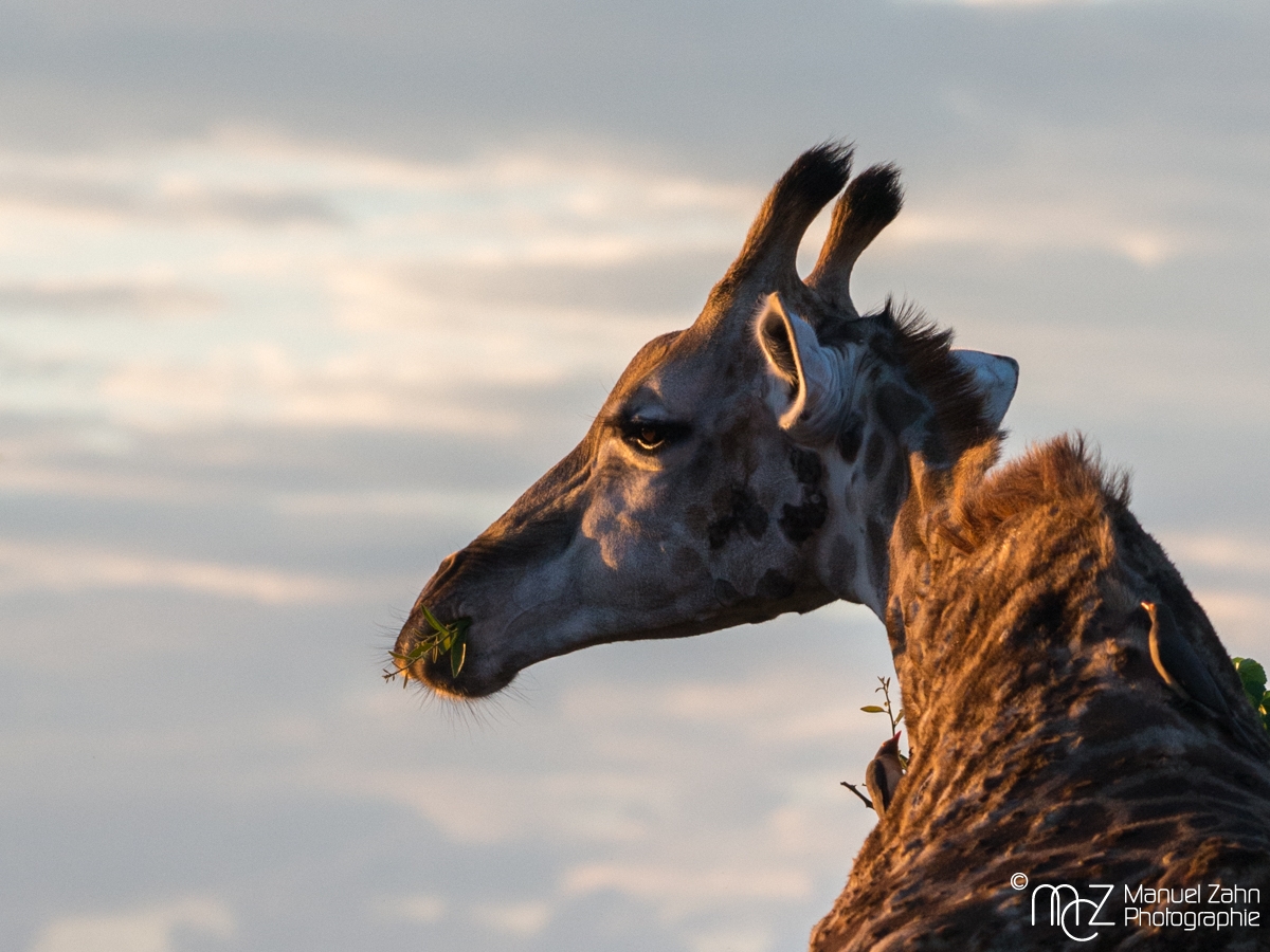 Giraffe-05
