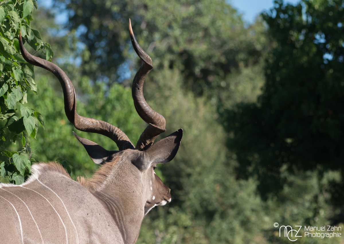 Greater Kudu-01