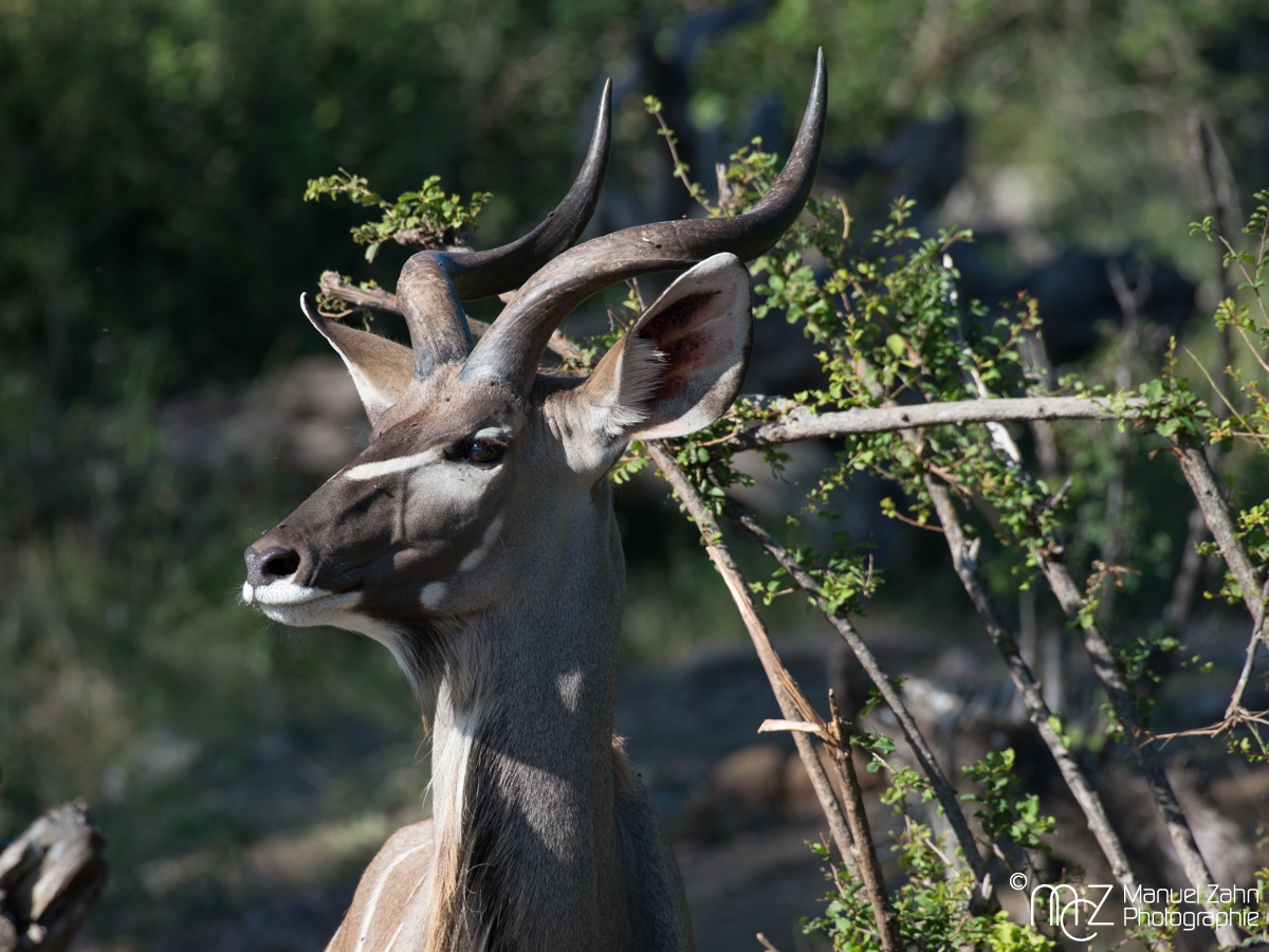 Greater Kudu-05