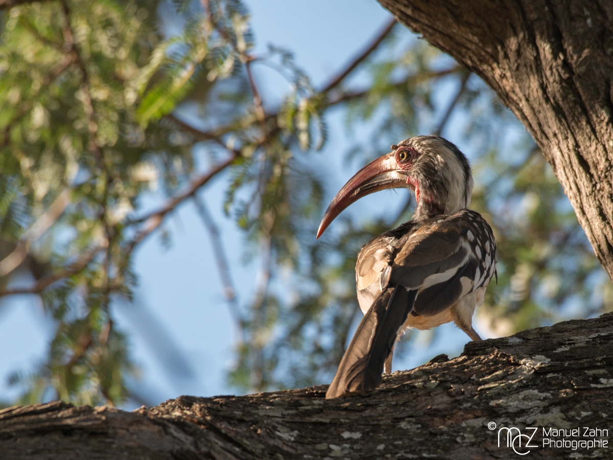 (Southern) Red-billed Hornbill - Tockus rufirostris 03