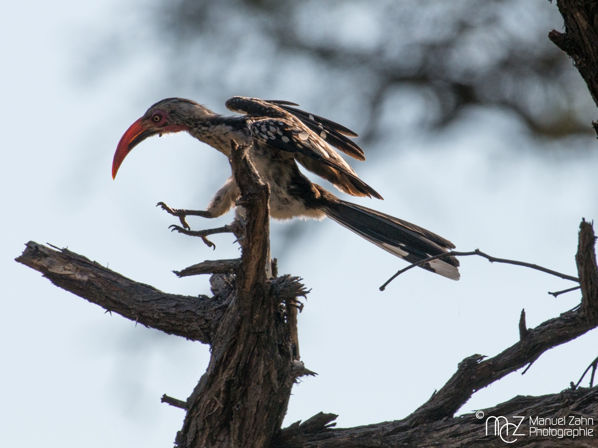 (Southern) Red-billed Hornbill - Tockus rufirostris 07