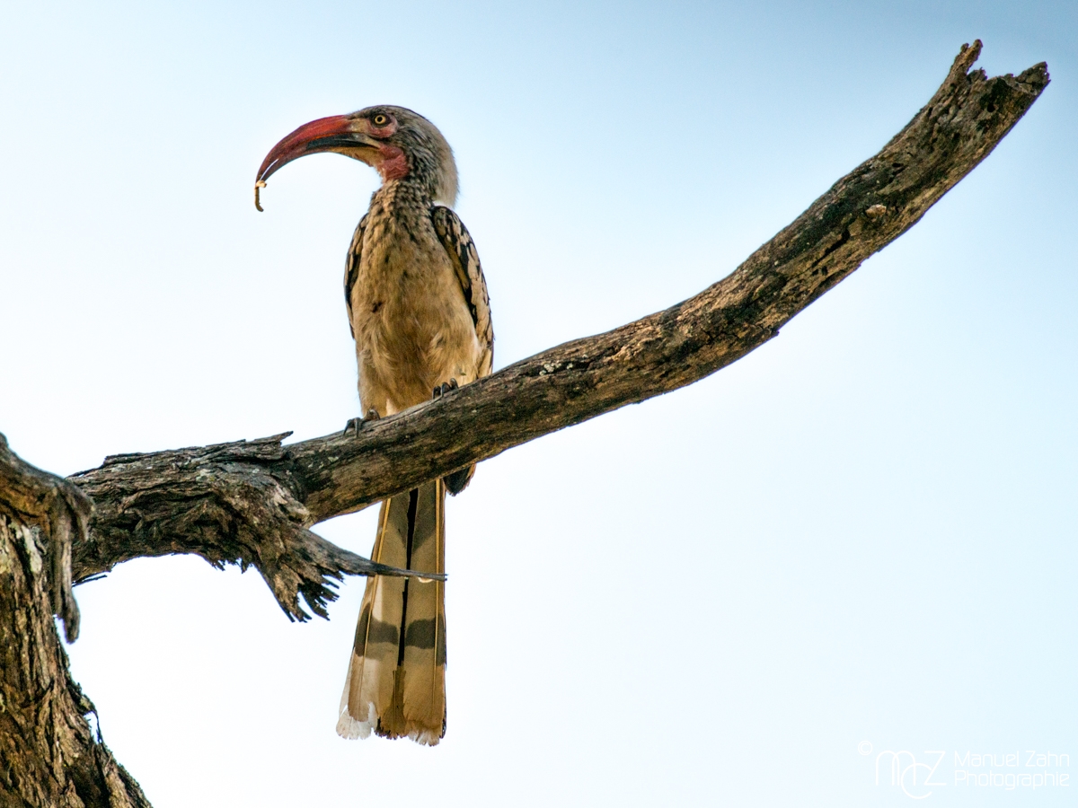 (Southern) Red-billed Hornbill - Tockus rufirostris 08