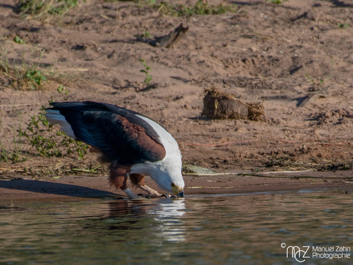African Fish-eagle - Haliaeetus vocifer 03