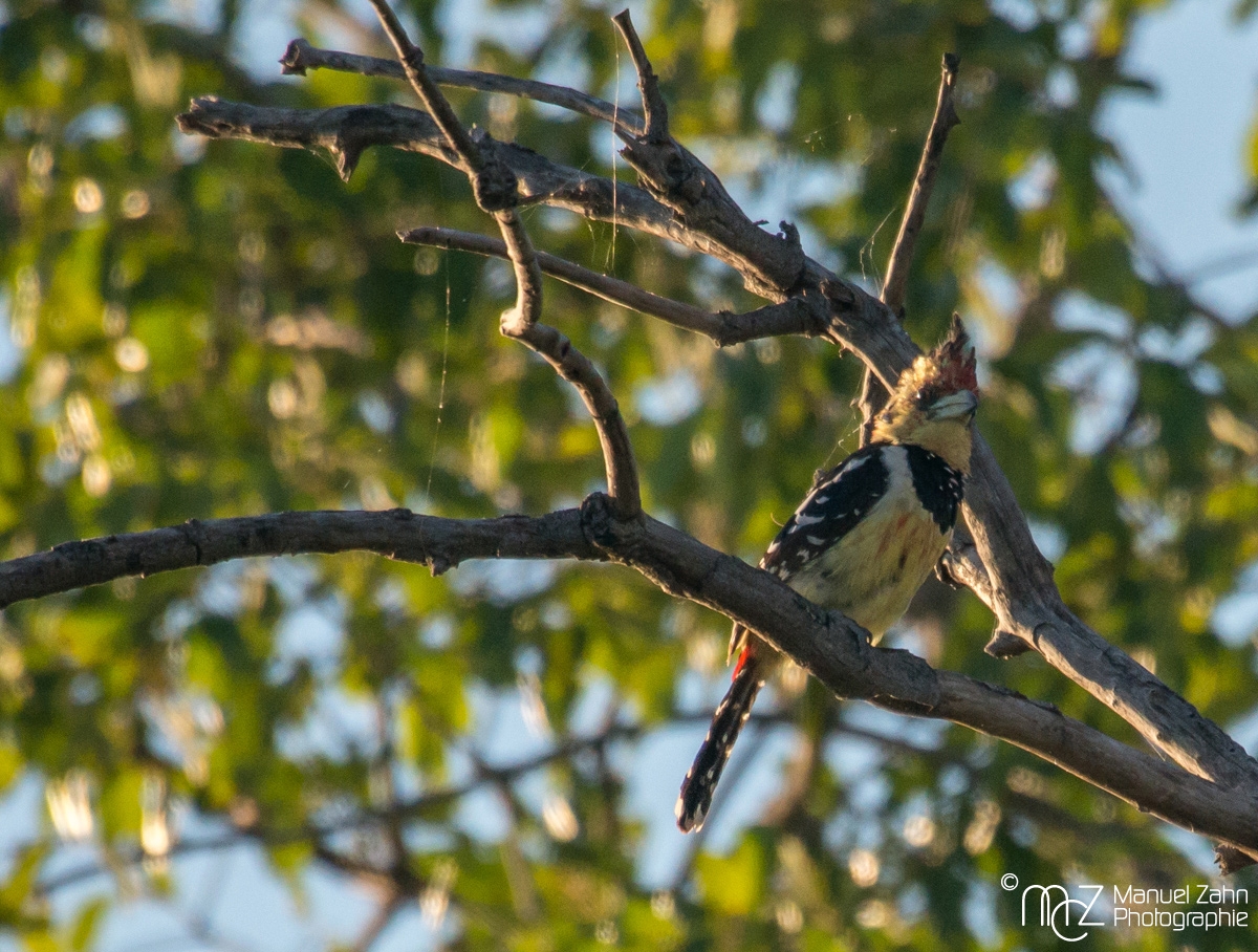 Crested Barbet - Trachyphonus vaillantii