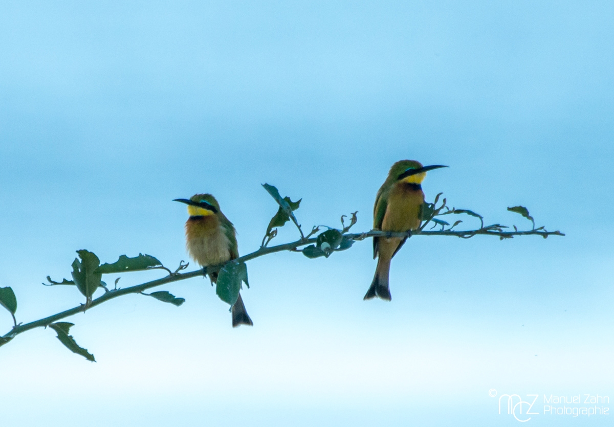 Little Bee-eater - Merops pusillus 02