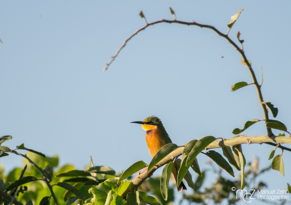 Little Bee-eater - Merops pusillus 03