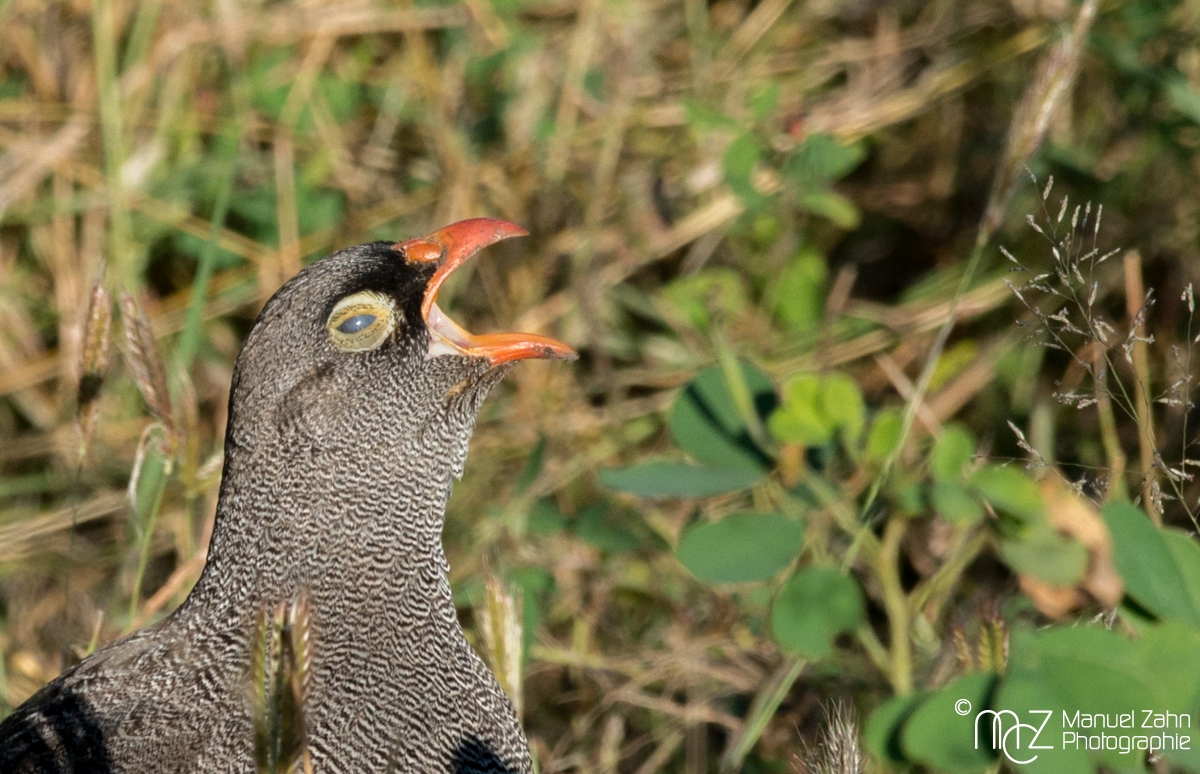 Red-billed Francolin (Spurfowl) - Pternistis adspersus 04