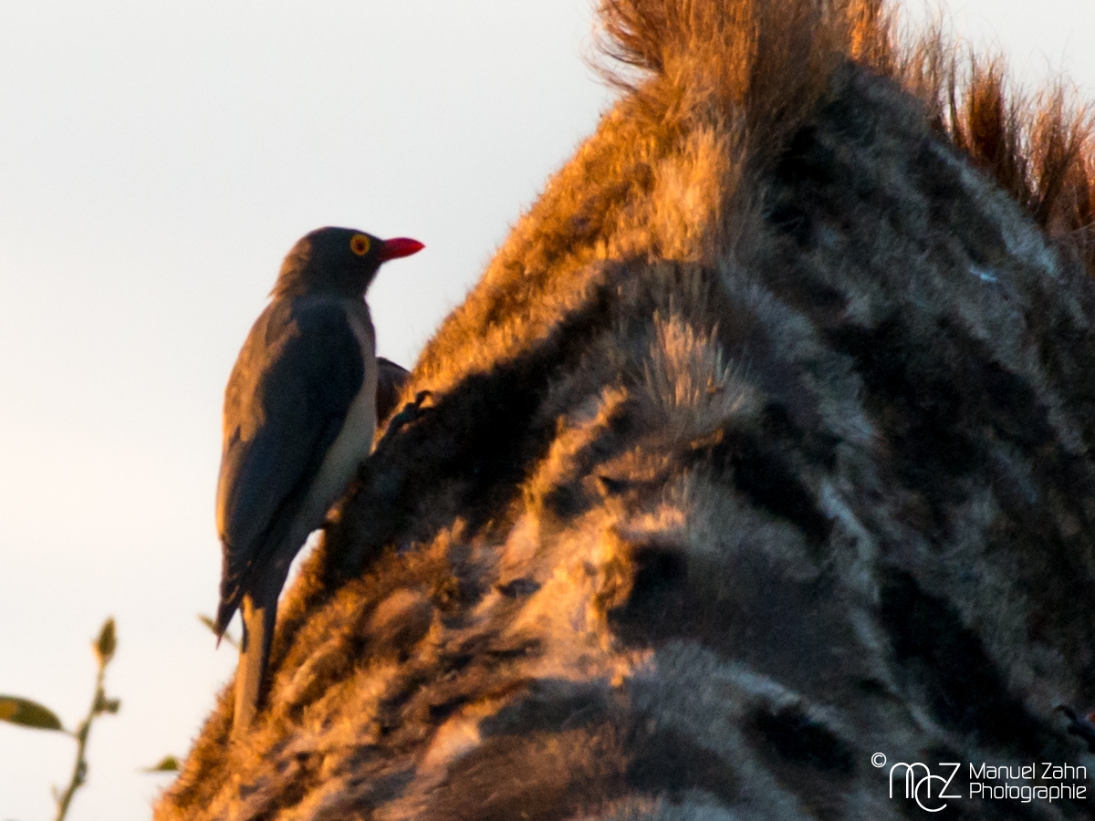 Red-billed Oxpecker - Buphagus erythrorhynchus