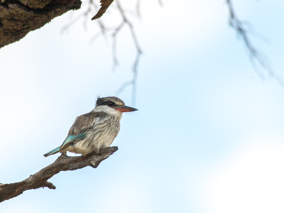 Striped Kingfisher - Halcyon chelicuti