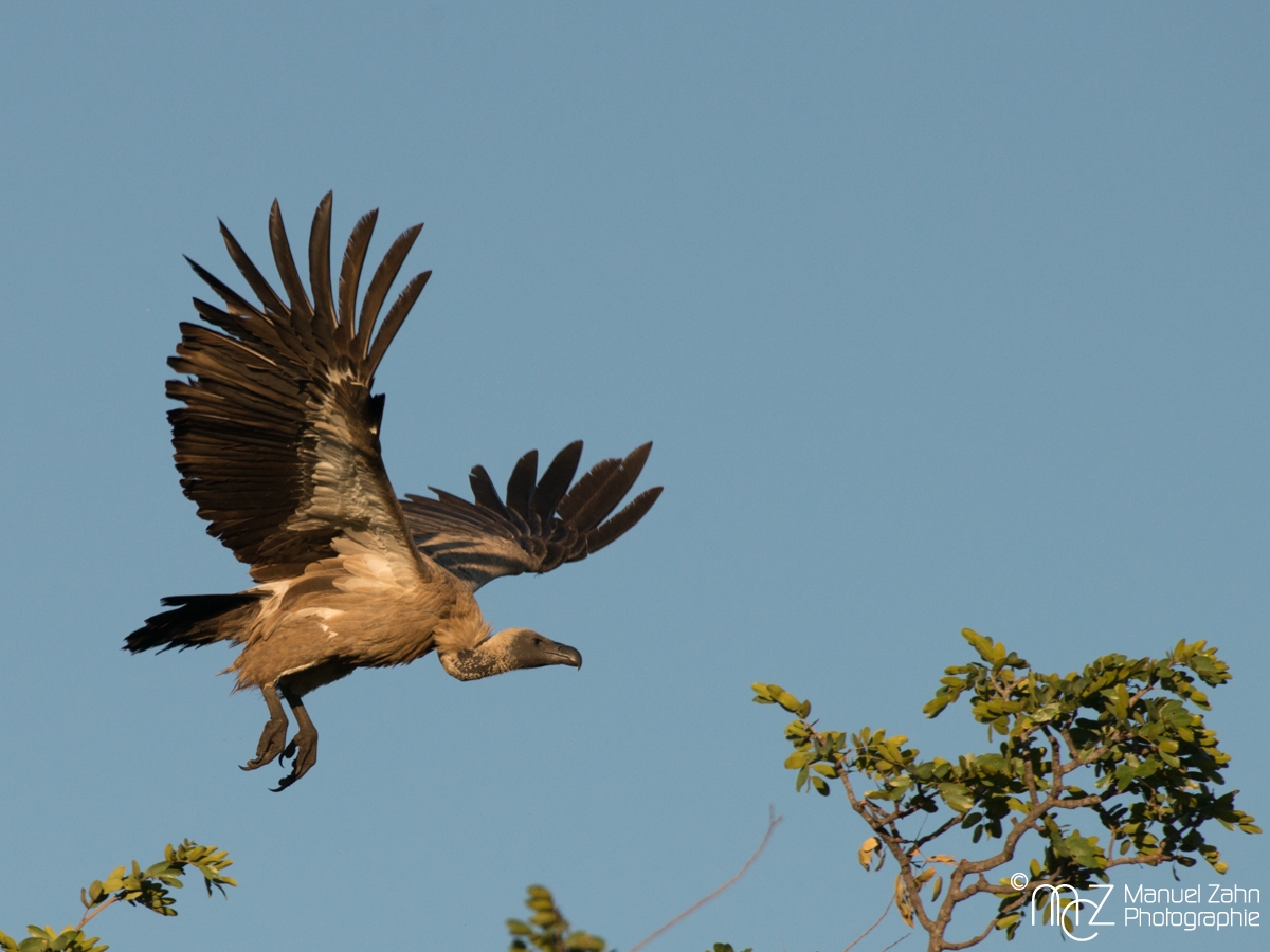 White-backed Vulture - Gyps africanus