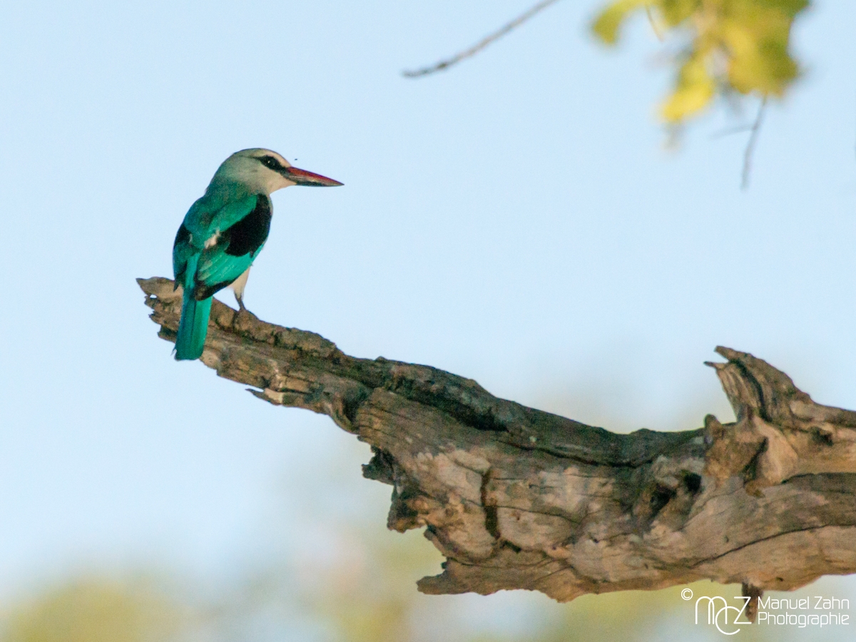 Woodland Kingfisher - Halcyon senegalensis 03