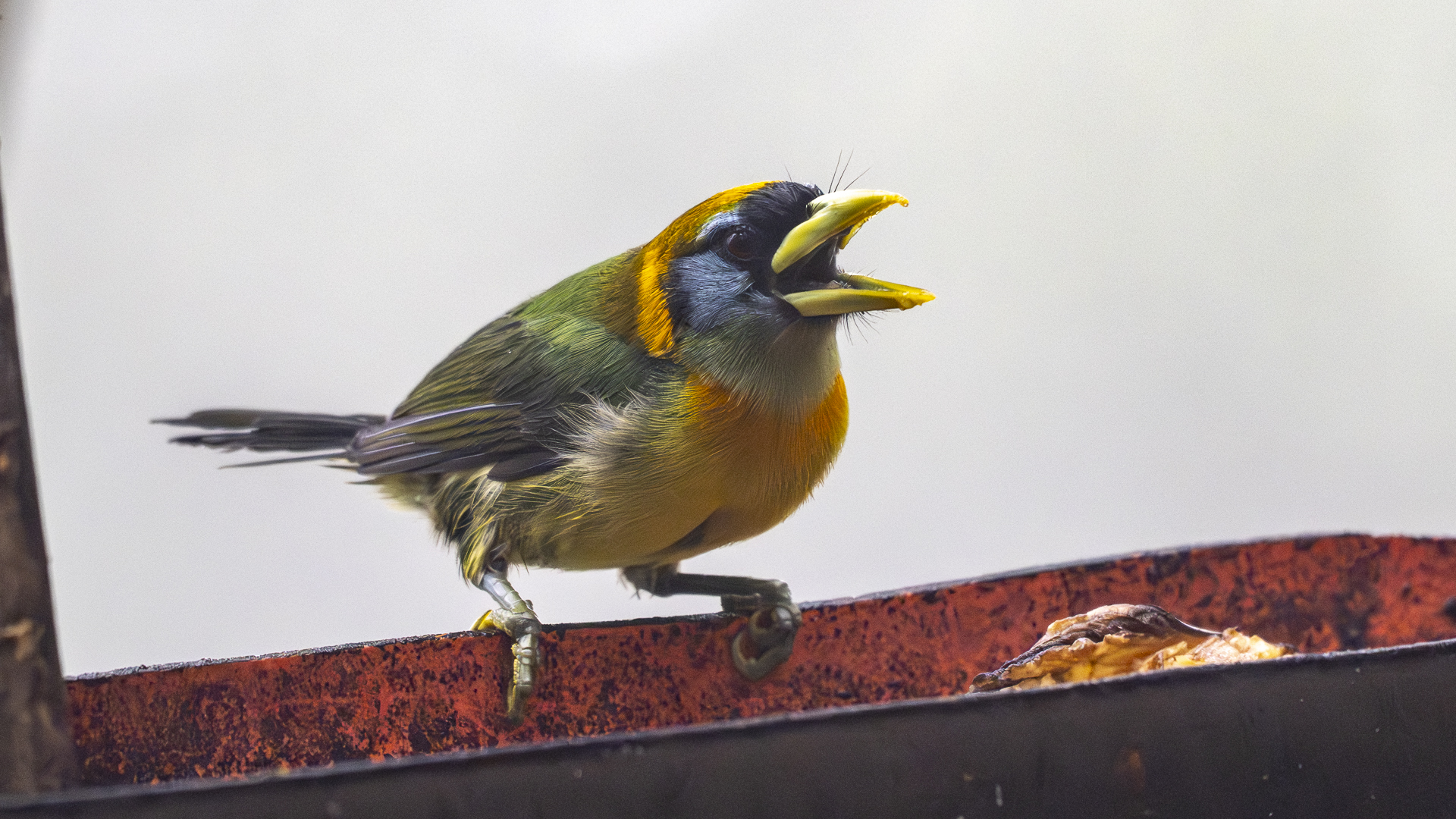 Andenbartvogel, Red-headed Barbet, Eubucco bourcierli, female