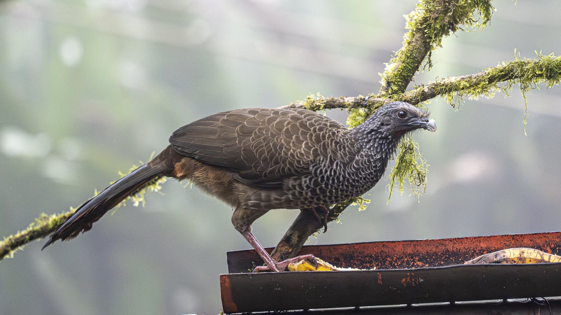 Andenguan, Andean Guan, Penelope montagnii