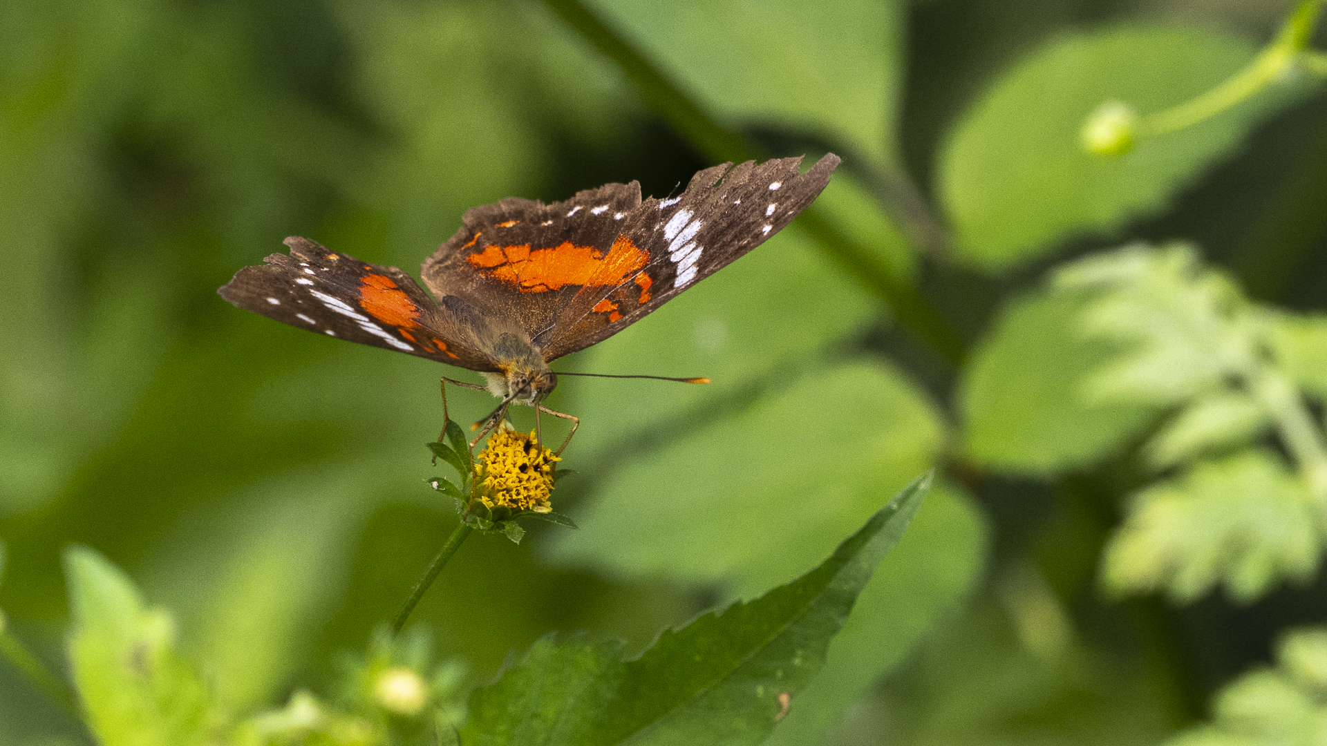 Anartia Amathea