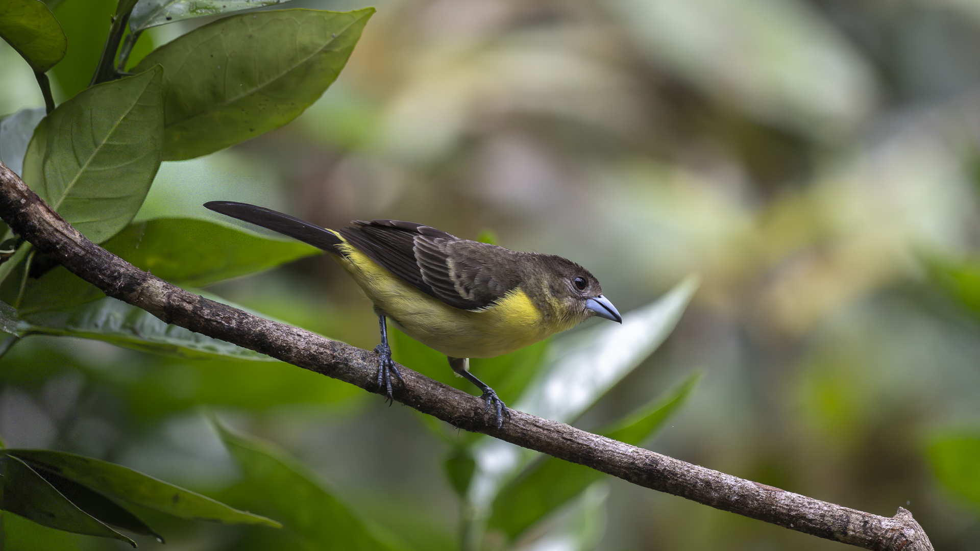 Feuerbürzeltangare, Lemon-rumped Tanager, Ramphocelus (flammigerus) icteronotus, female